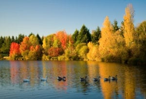 geese on a lake with autumn trees to illustrate October social media calendar