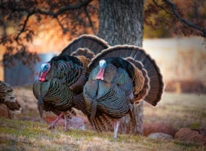 wild turkeys to illustrate November social media calendar