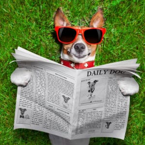 dog in sunglasses reading new & trends in the newspaper