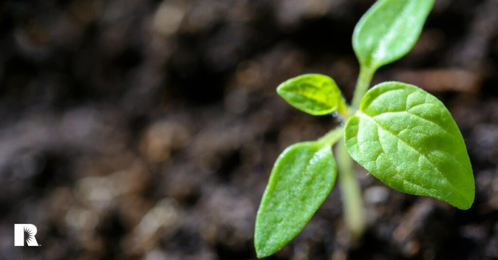 A photo of a sprouting plant, illustrating growth.