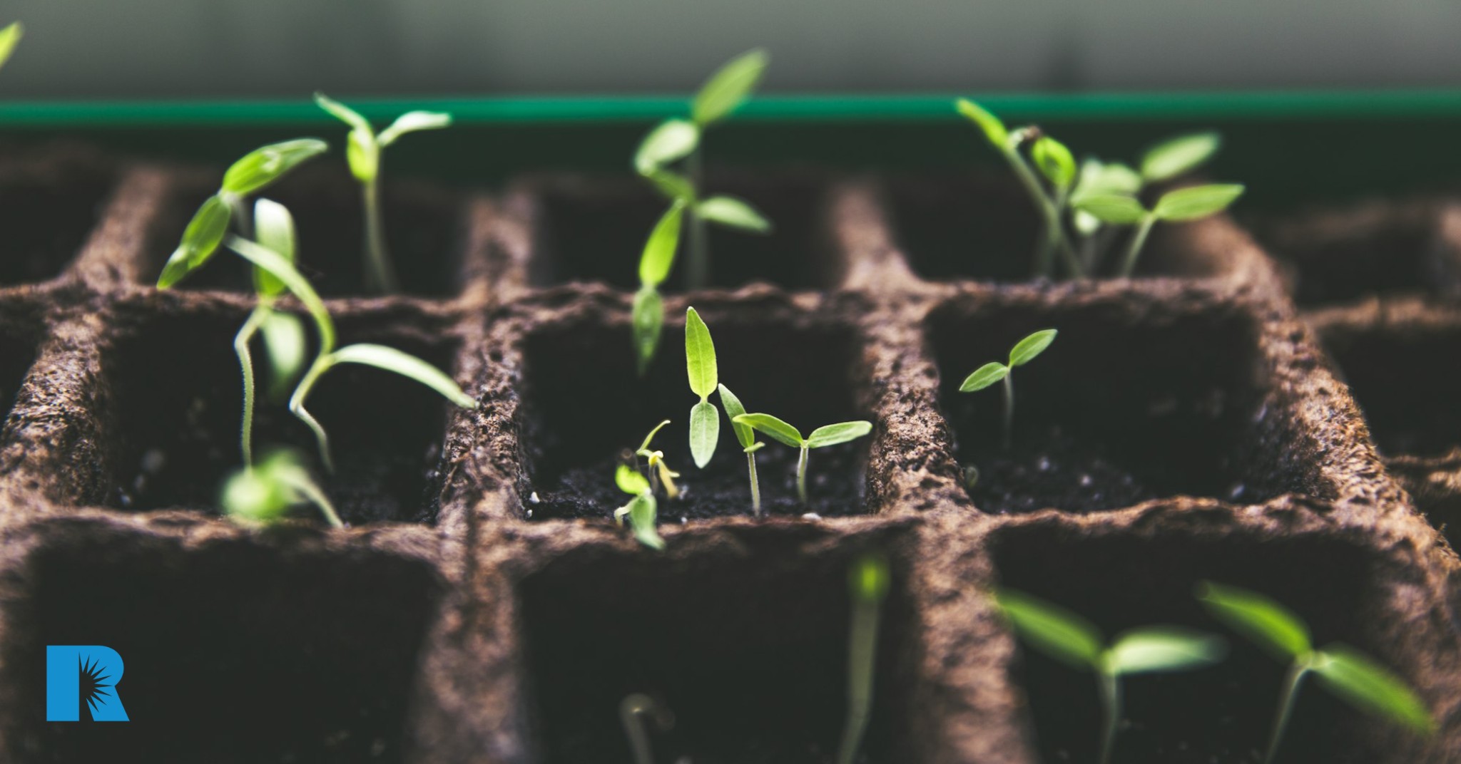Photo of tiny sprouts emerging from the Earth.