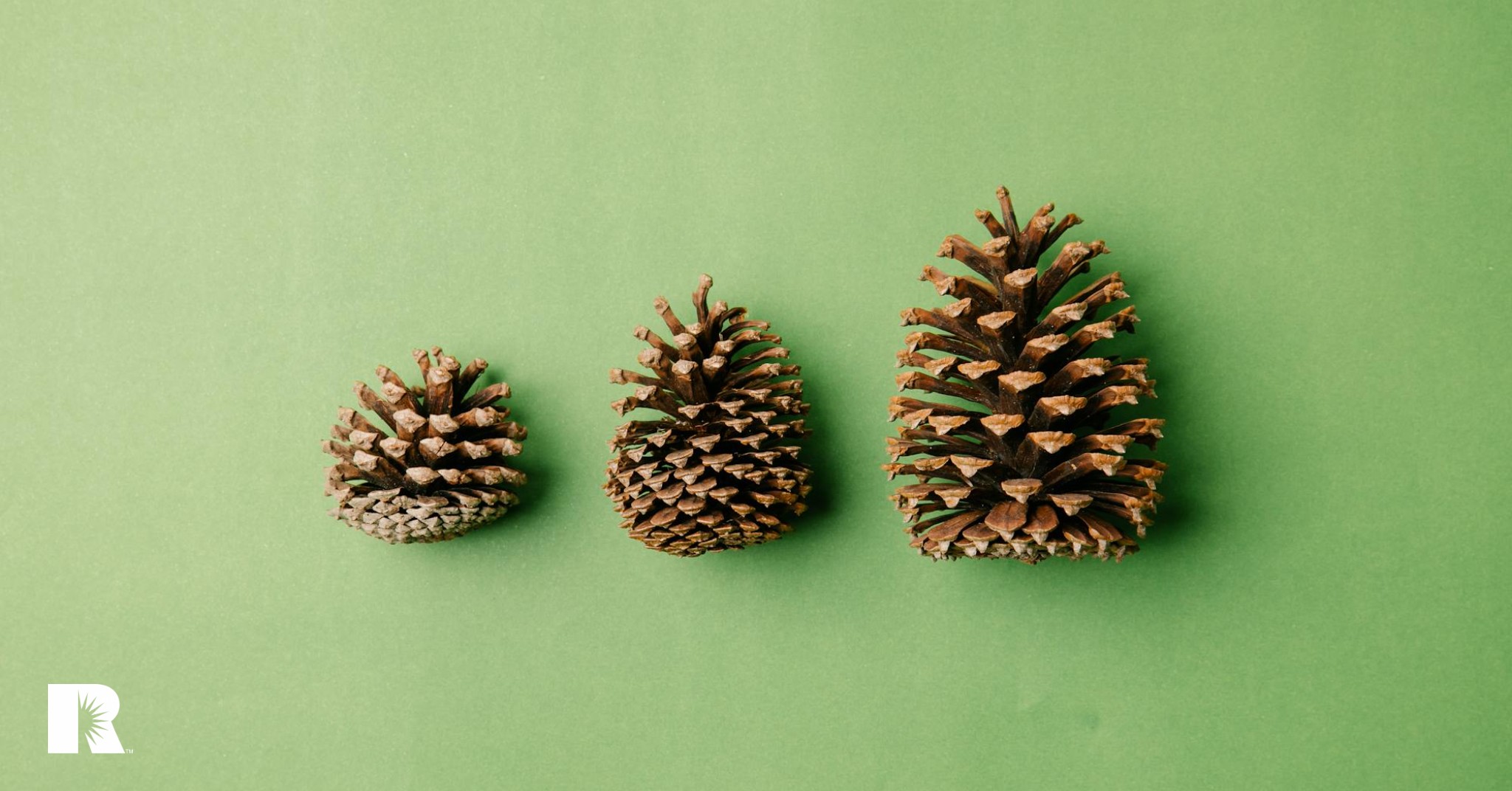 A series of three pine cones of increasing size illustrates the need for benchmarking.