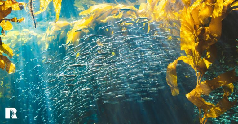 An image of a school of fish, to represent strength in numbers.