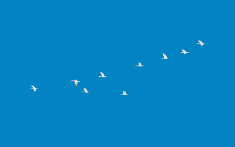 6 Reasons Established Independent Insurance Agencies Should Consider an Insurance Agency Network