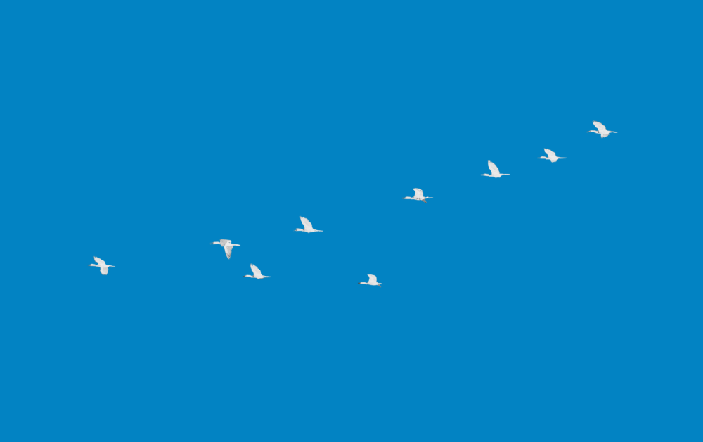 6 Reasons Established Independent Insurance Agencies Should Consider an Insurance Agency Network
